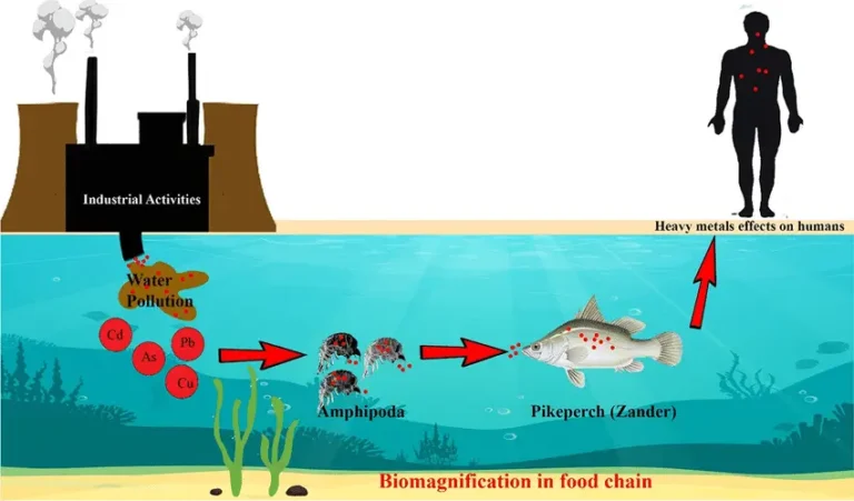 Bioaccumulation - Definition, Mechanisms, Applications