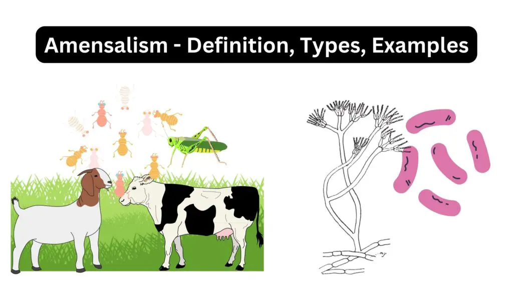 Amensalism - Definition, Types, Examples - Biology Notes Online