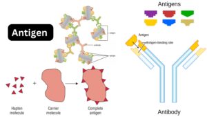 Antigen – Definition, Types, Structure, Detection, Properties
