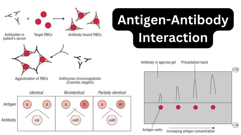 Antigen-Antibody Interaction Reaction - Definition, Types, Examples, Properties