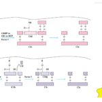 Biological Consequences of Complement Activation