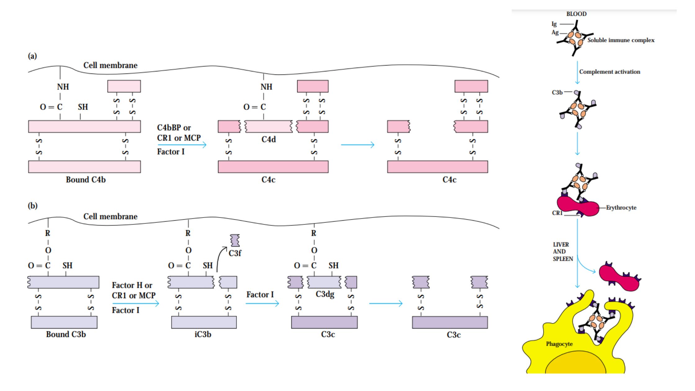 Biological Consequences of Complement Activation