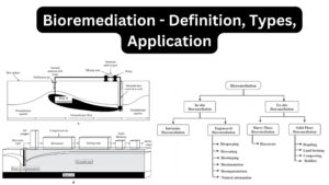 Bioremediation – Definition, Types, Application