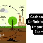 Carbon cycle - Definition, Steps, Importance, Examples