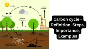 Carbon cycle – Definition, Steps, Importance, Examples