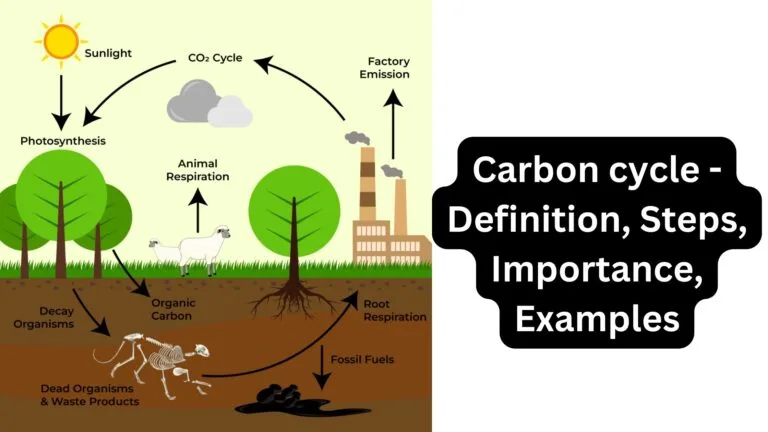 Carbon cycle - Definition, Steps, Importance, Examples