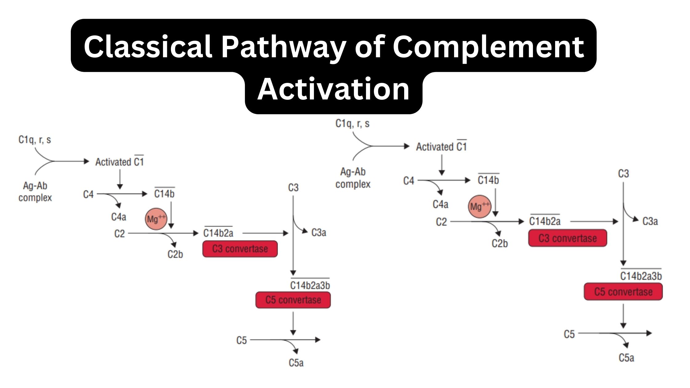 Classical Pathway of Complement Activation