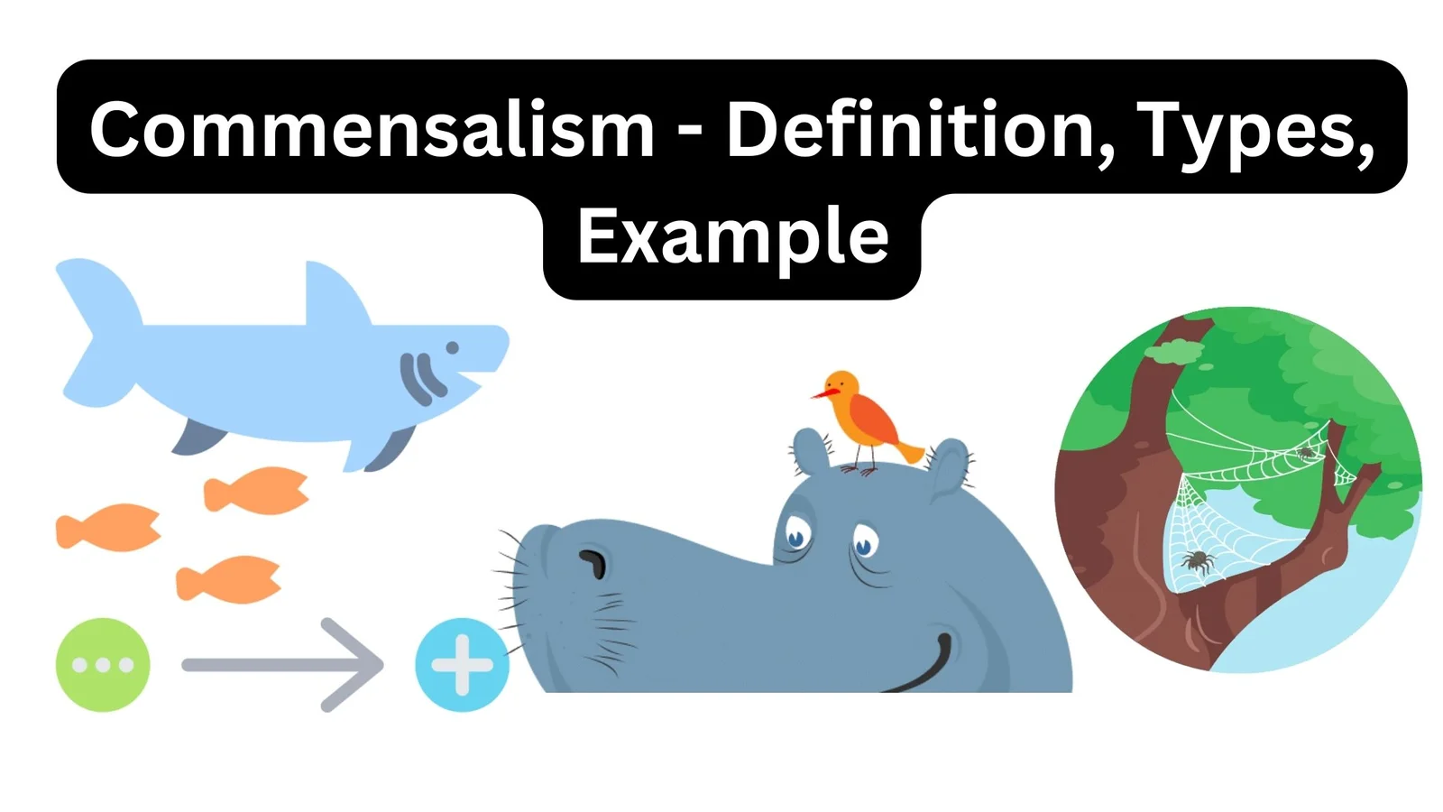 Commensalism - Definition, Types, Example