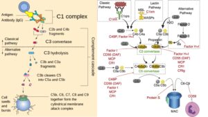 Complement System – Definition, Activation, Effects, Regulation