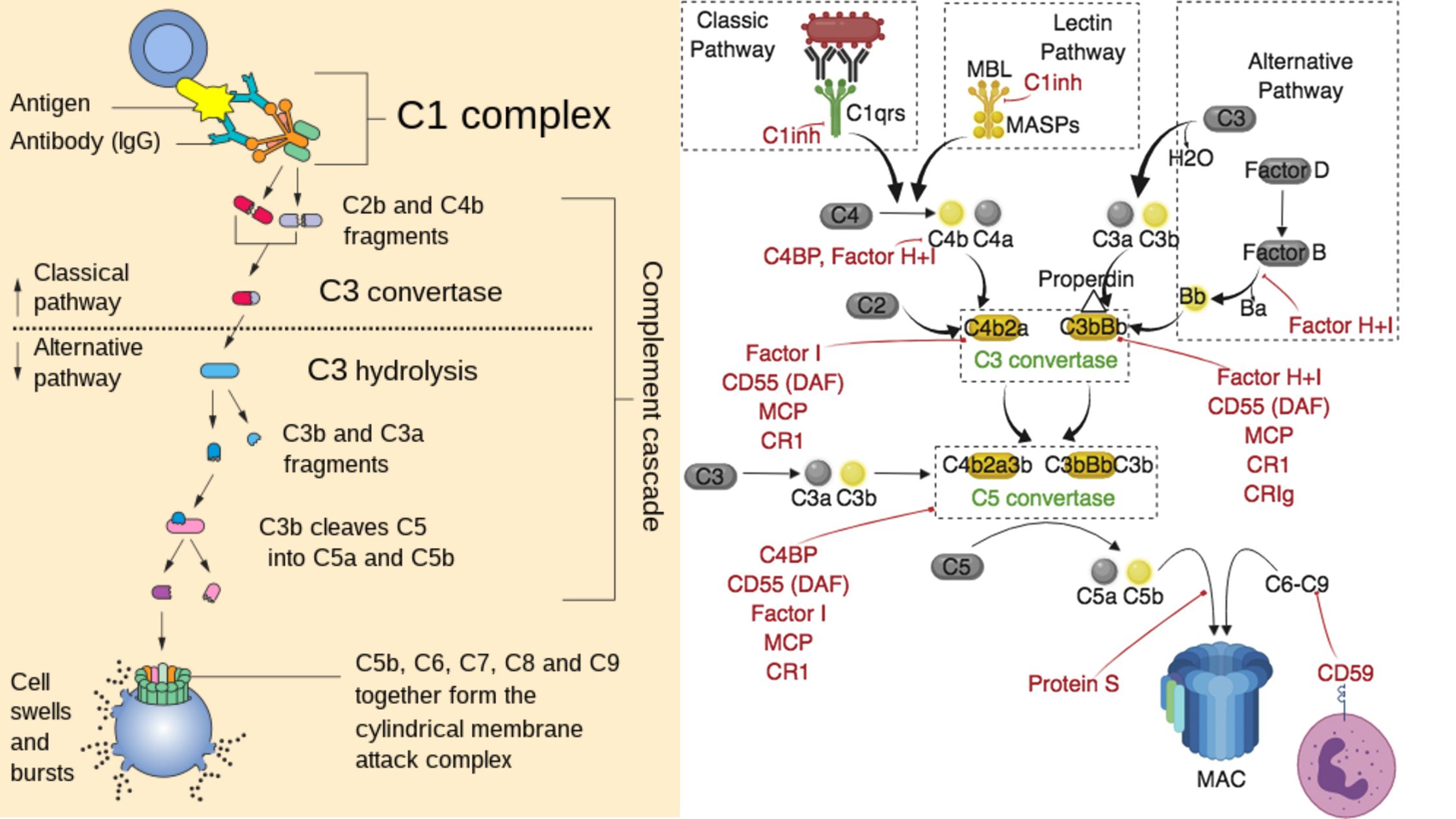 Immunology - Biology Notes Online