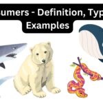 Consumers - Definition, Types, Examples