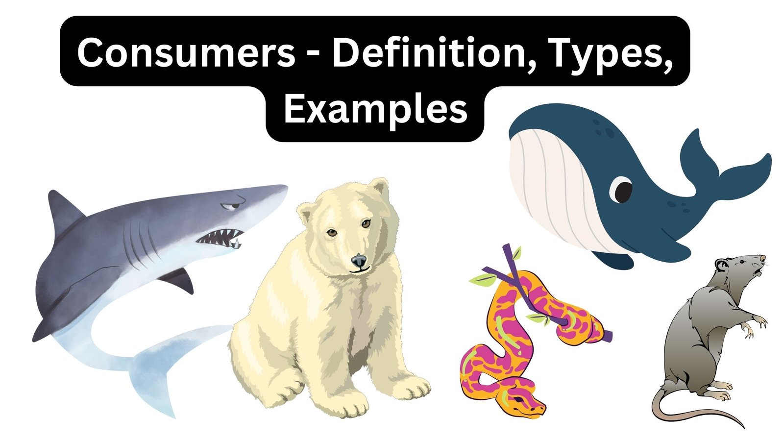 Consumers - Definition, Types, Examples