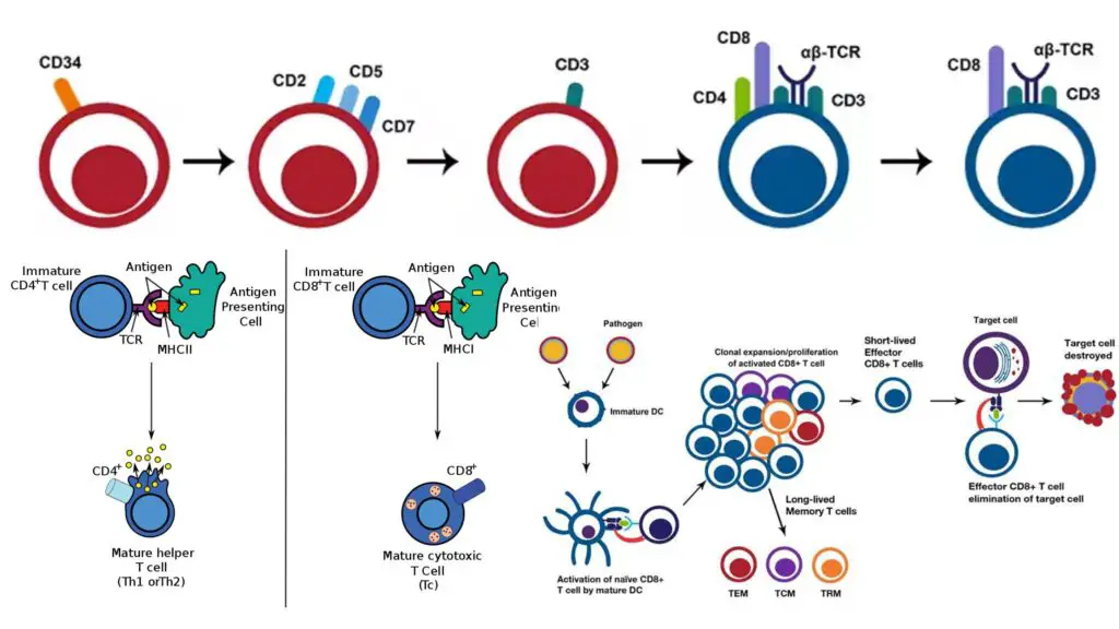 Cytotoxic T Cells Development Activation Functions Biology Notes Online 6152