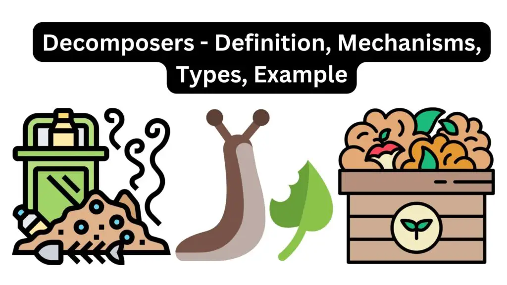 Decomposers - Definition, Mechanisms, Types, Example - Biology Notes Online