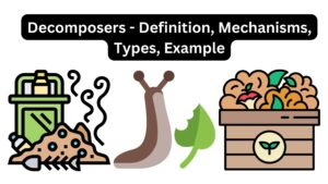 Decomposers – Definition, Mechanisms, Types, Example