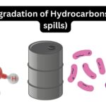 Degradation of Hydrocarbons (oil spills)