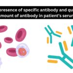 Detect the presence of specific antibody and quantitate the amount of antibody in patient’s serum