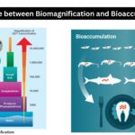 Difference between Biomagnification and Bioaccumulation