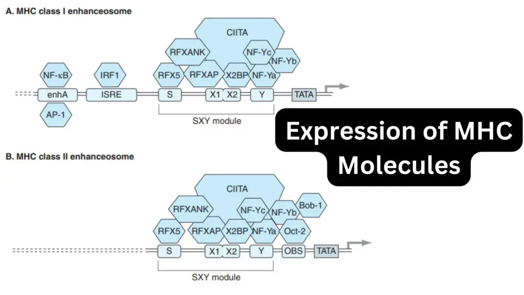 Expression of MHC Molecules - Biology Notes Online