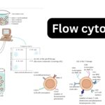 Flow cytometry Principle, Process, Uses