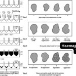 Hemagglutination Inhibition Test