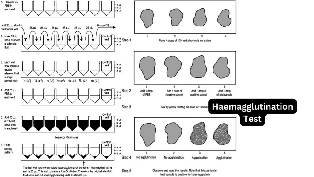 Haemagglutination Test - Principle, Procedure, Result, Material ...