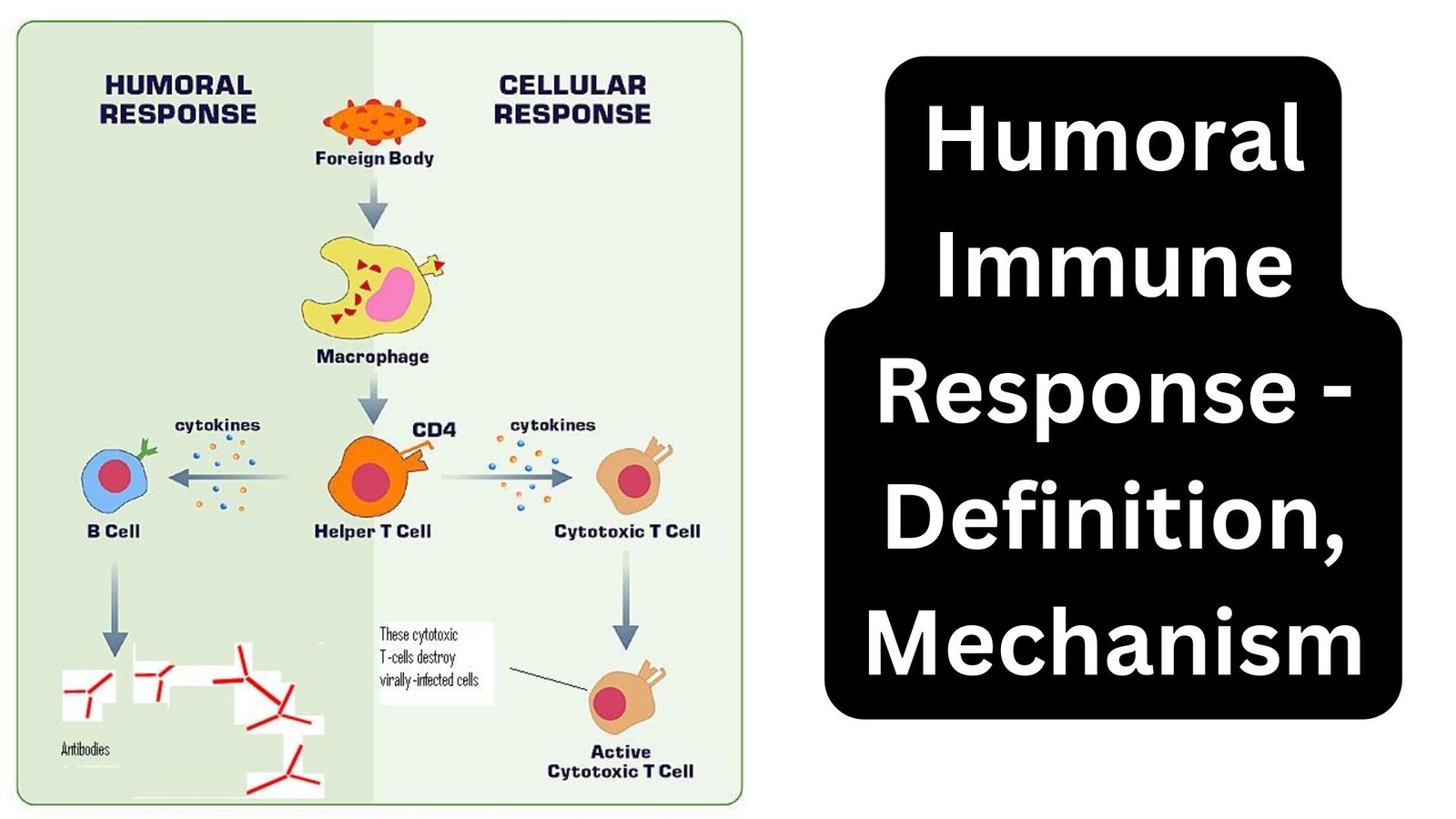 Humoral Immunity – Definition, Mechanism