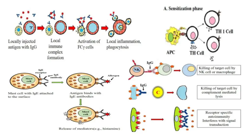 Hypersensitivity Definition Types Mechanisms Examples Biology