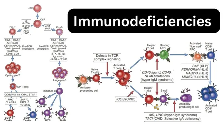 Immunodeficiencies - Definition, Types, Animal models(Nude and SCID mice)