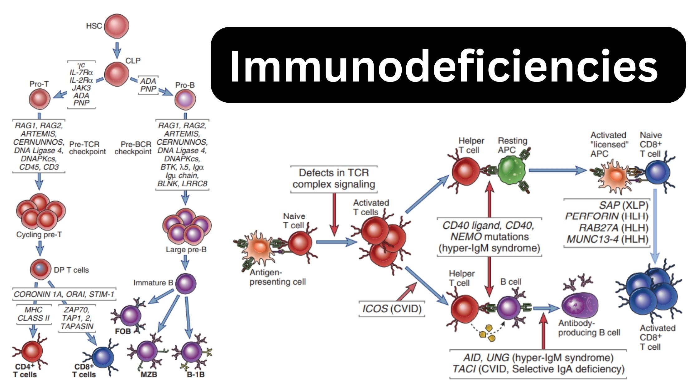 Immunodeficiencies - Definition, Types, Animal models(Nude and SCID mice)