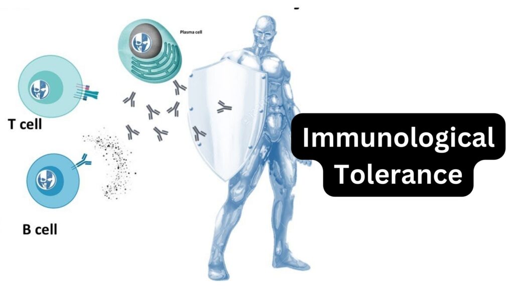 Immunological Tolerance - Definition, Mechanism, Types - Biology Notes ...