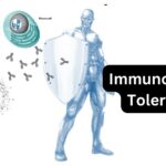 Immunological Tolerance - Definition, Mechanism, Types