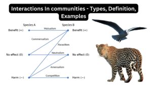 Interactions In communities – Types, Definition, Examples