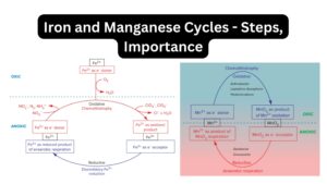 Iron and Manganese Cycles – Steps, Importance