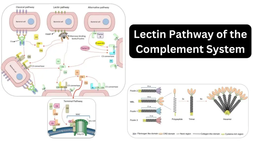 Lectin Pathway of the Complement System - Biology Notes Online