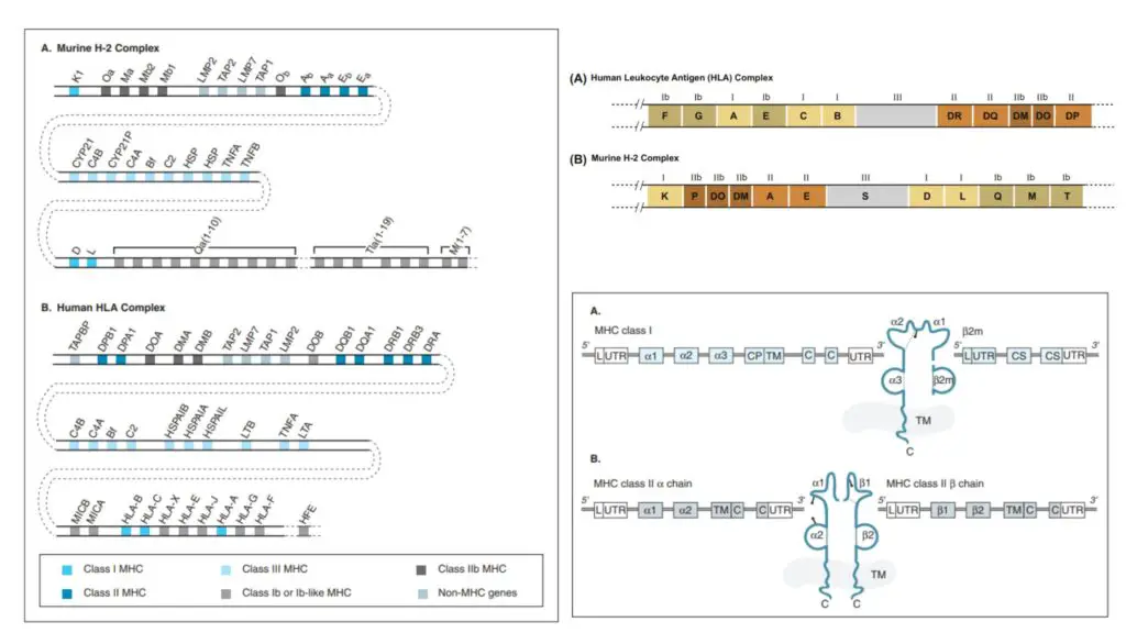 MHC Genes - H-2 Complex and HLA Complex - Biology Notes Online