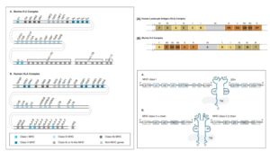 MHC Genes – H-2 Complex and HLA Complex