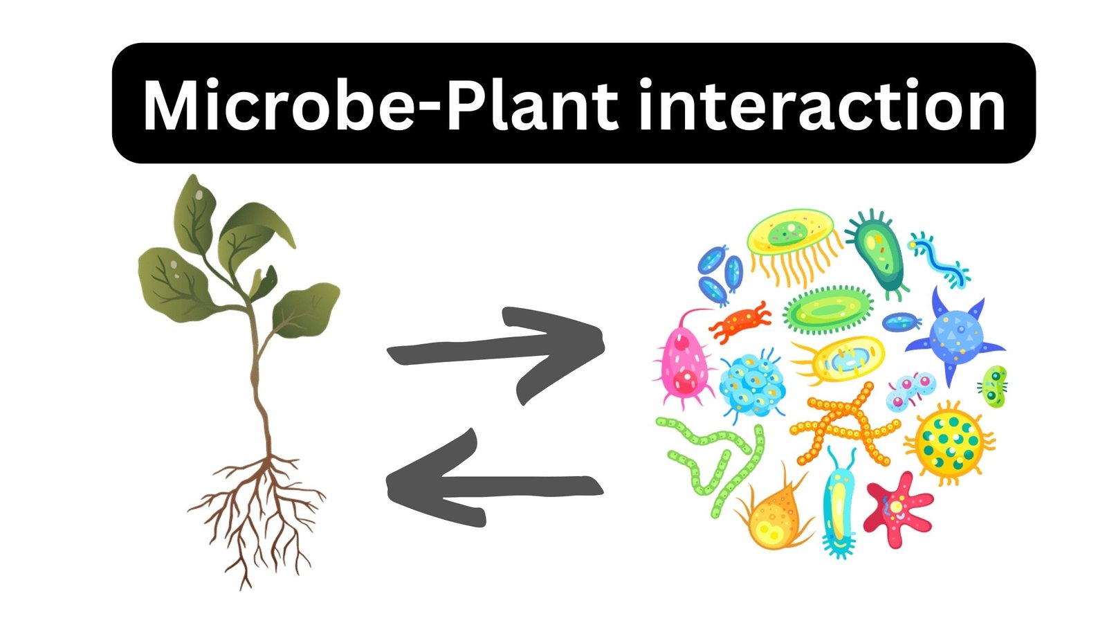 Microbe-Plant interaction - Types, Examples