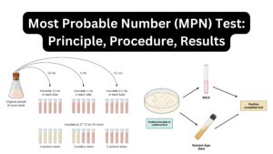 Most Probable Number (MPN) Test – Principle, Procedure, Results