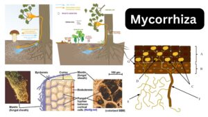 Mycorrhiza – Definition, Types, Examples, Importance