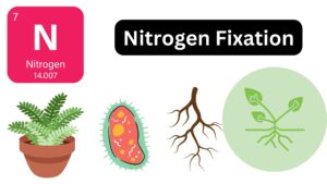Nitrogen Fixation – Definition, Importance, Processes