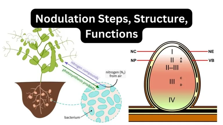 Nodulation - Steps, Structure, Functions