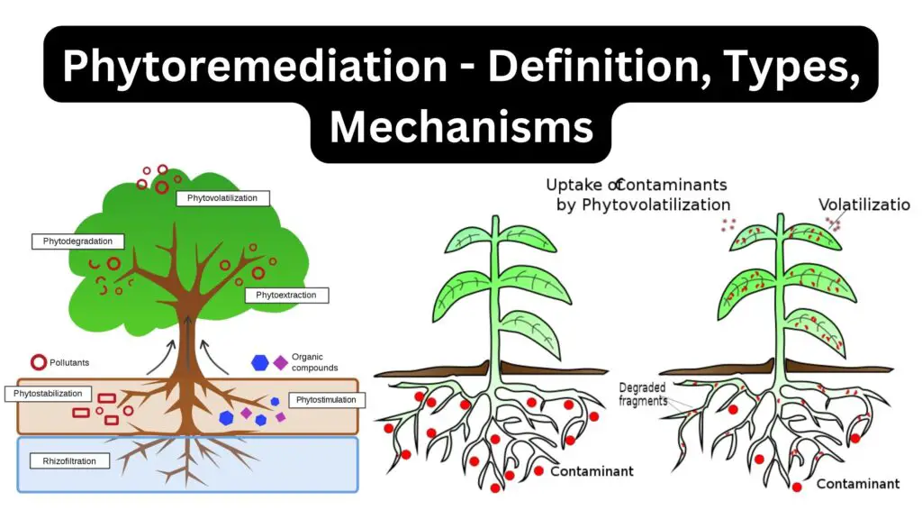 Phytoremediation - Definition, Types, Mechanisms - Biology Notes Online