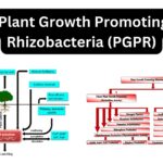  Plant Growth Promoting Rhizobacteria (PGPR)