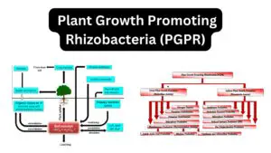 Plant Growth Promoting Rhizobacteria (PGPR)