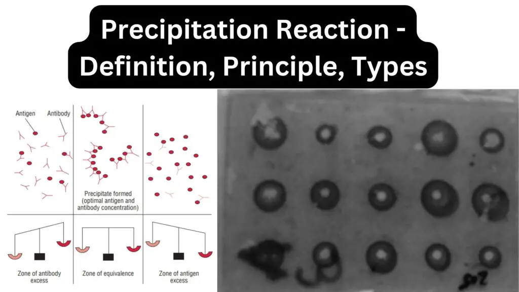 Precipitation Reaction - Definition, Principle, Types - Biology Notes ...