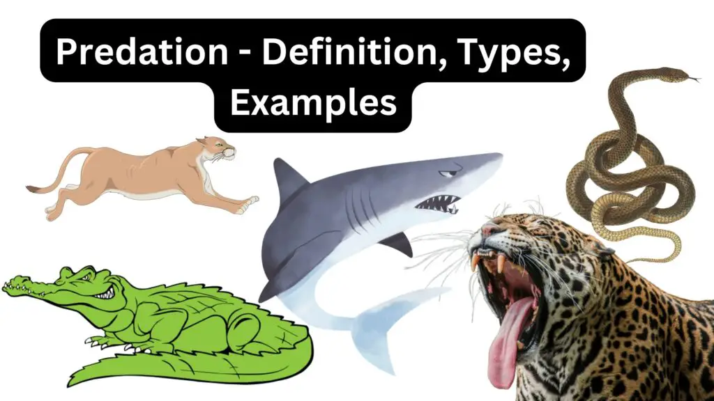 Predation - Definition, Types, Examples - Biology Notes Online