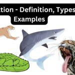 Predation - Definition, Types, Examples