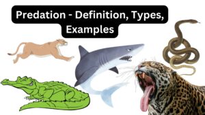 Predation – Definition, Types, Examples