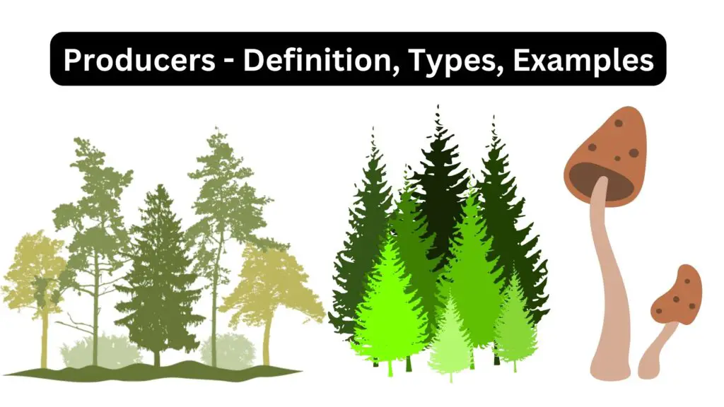 Producers - Definition, Types, Examples - Biology Notes Online